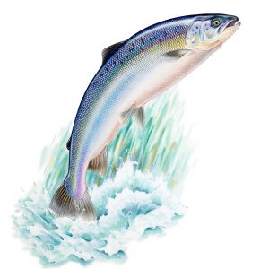 Watercolour painting of a leaping salmon