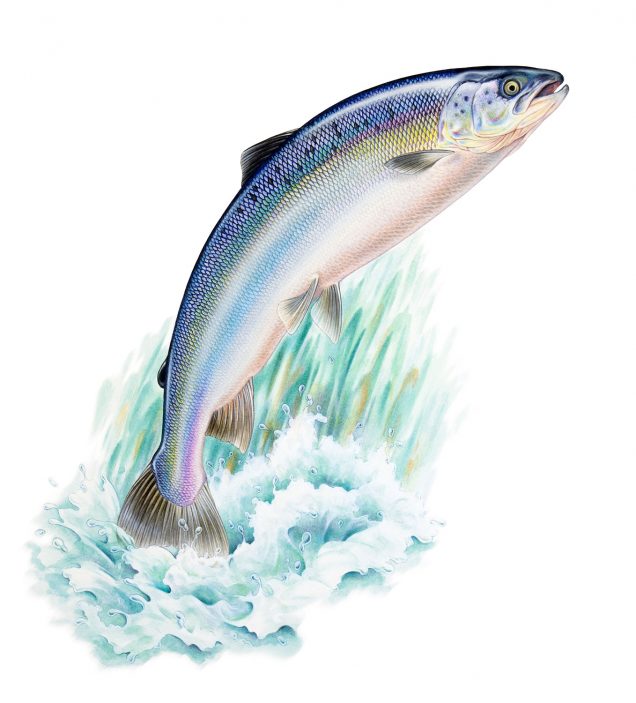 Watercolour painting of a leaping salmon