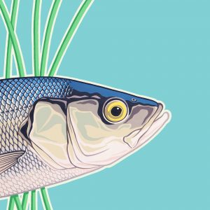 Original poster style painting of a Sea Bass