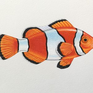 Watercolour study of a clownfish