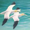 Original painting of gannets