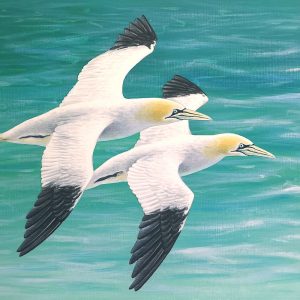Original painting of gannets