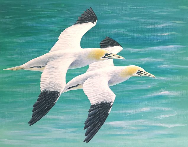 Original painting of gannets