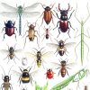 Original watercolour painting of Insects