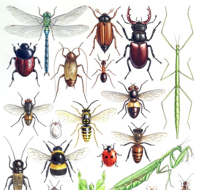 Original watercolour painting of Insects