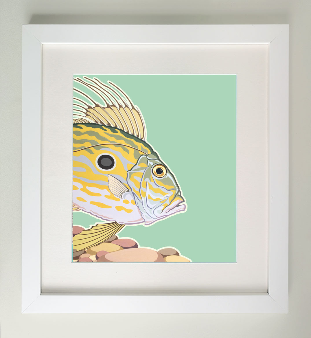 Framed painting of a John Dory fish