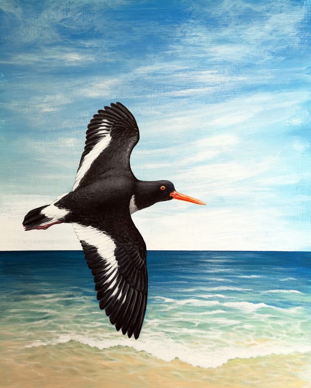 Original painting of an oystercatcher bird