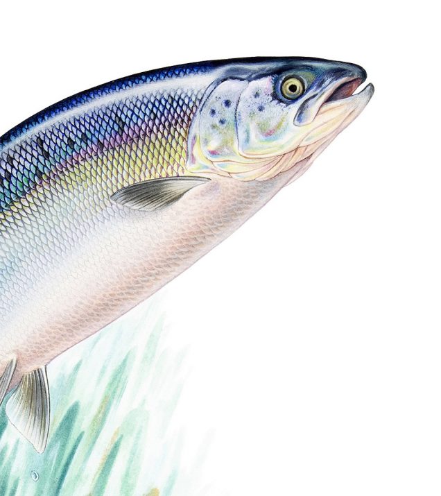 Detail of a salmon painting