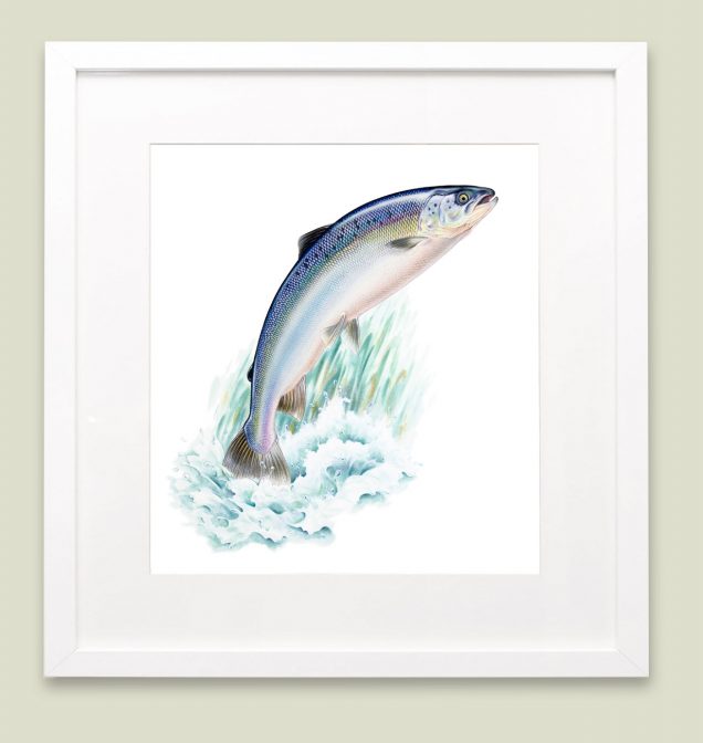 Watercolour illustration of Salmon in picture frame