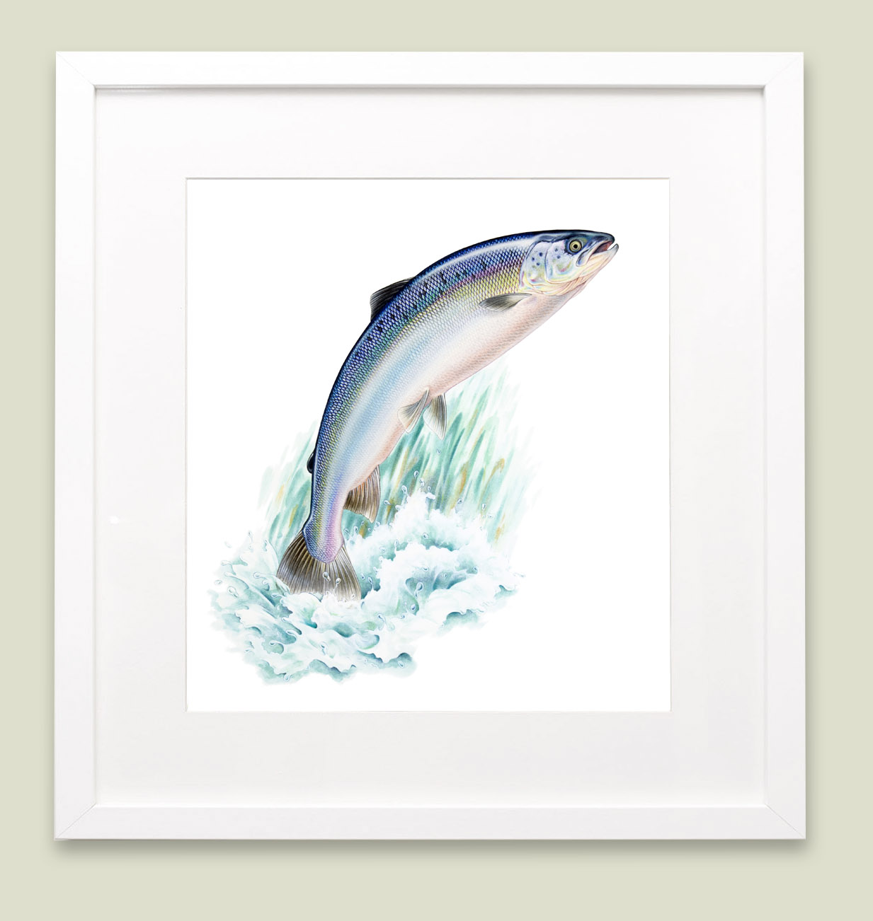 Watercolour illustration of Salmon in picture frame