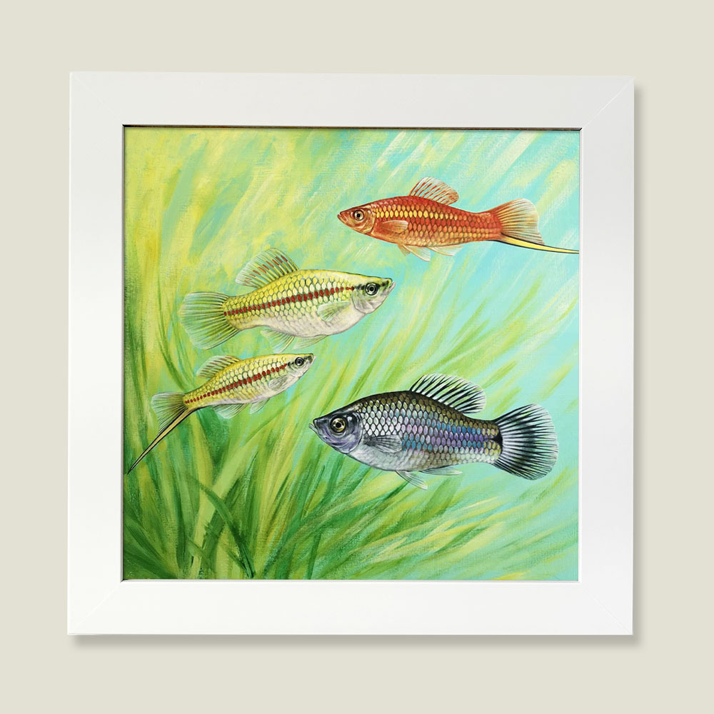 Framed painting of swordtail fish.