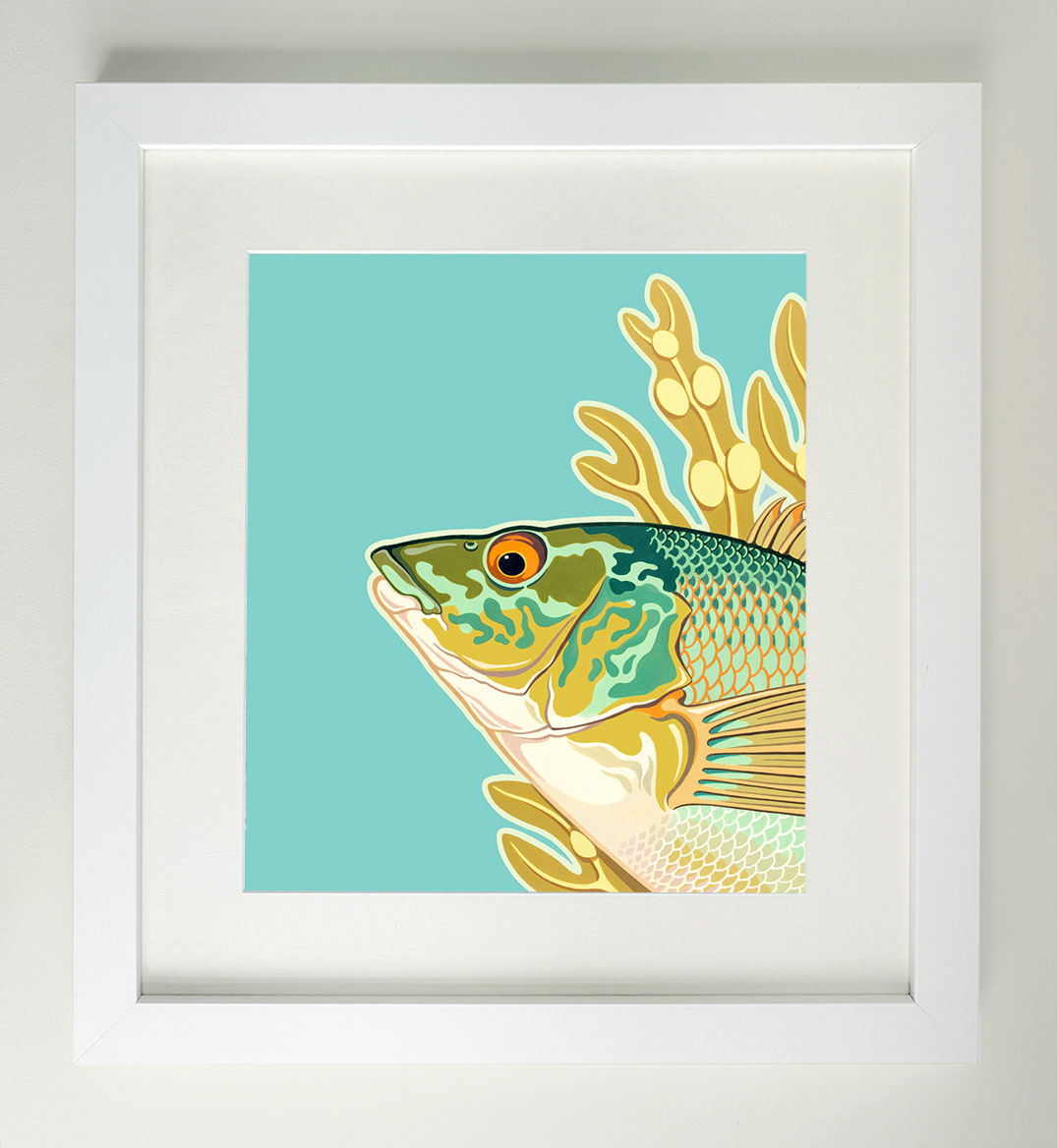 Framed painting of a Wrasse fish