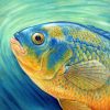 Original painting of a Cichlid fish.