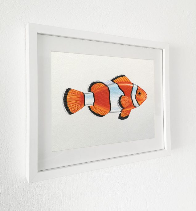 Illustration of a Clownfish