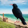 Original painting of a Cornish Chough.