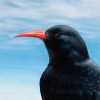 Close-up detail of a chough painting.