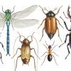 Close up view insect illustration.