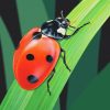 Detail of a ladybug illustration