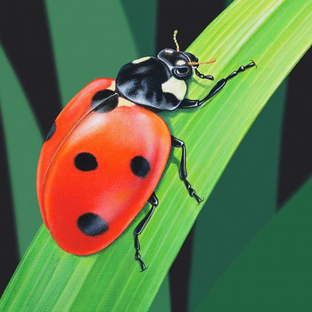 Detail of a ladybug illustration
