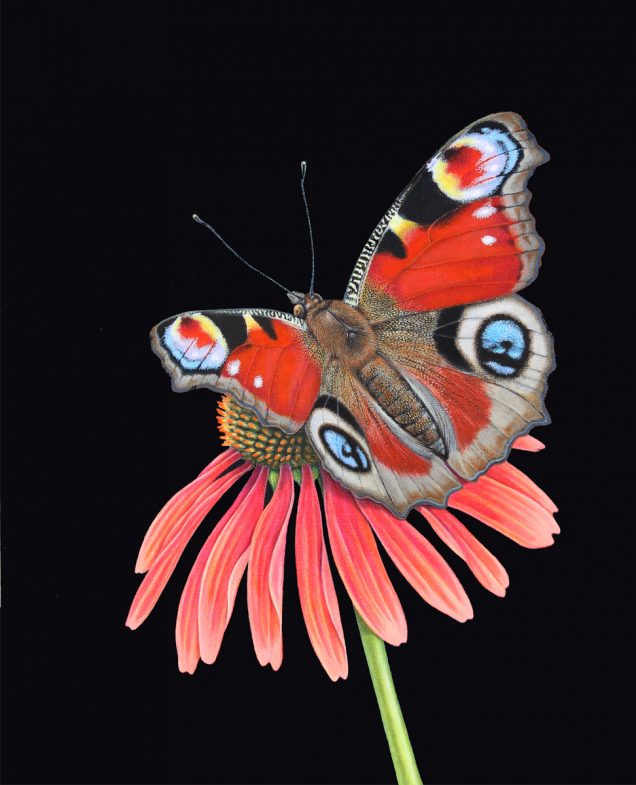Original painting of a peackock butterfly