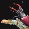 Close up detail of a stag beetle painting