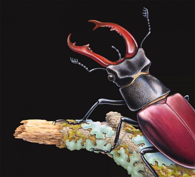 Close up detail of a stag beetle painting