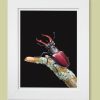 Picture of a stag beetle in a white frame