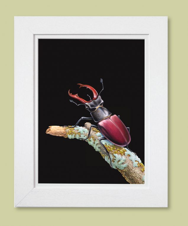 Picture of a stag beetle in a white frame