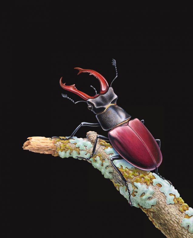 Original painting of a stag beetle