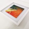 Framed painting of a brown trout