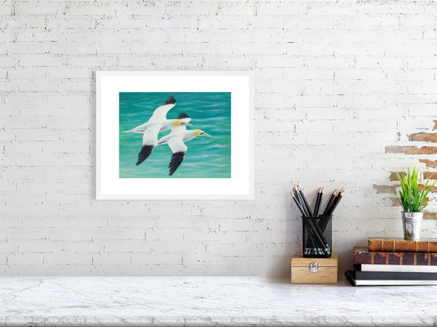 Print of a gannets in a white picture frame and mount