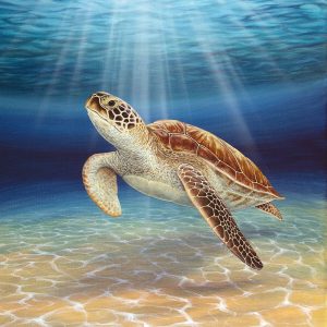 Fine art print of a green sea turtle.
