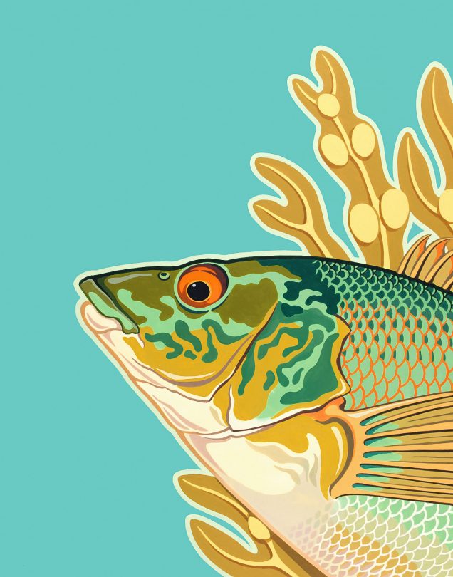 Ballan Wrasse print of an original painting.