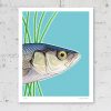 Sea bass fish poster