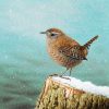 Wren print of an original painting.