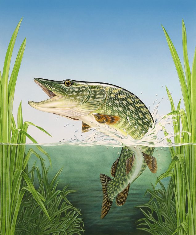 Pike fish print of an original painting.