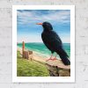 Cornish chough print