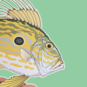 John Dory print of an original painting.
