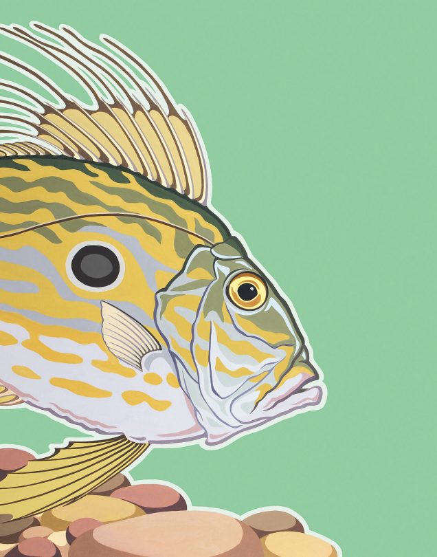 John Dory print of an original painting.