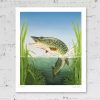 Giclée print of a northern pike fish