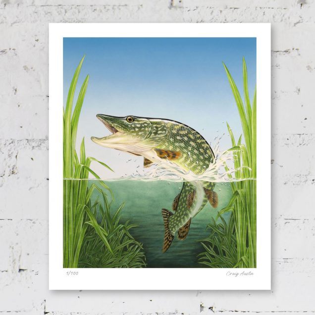 Giclée print of a northern pike fish