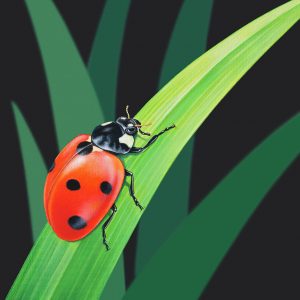 Ladybird (ladybug) Painting Original