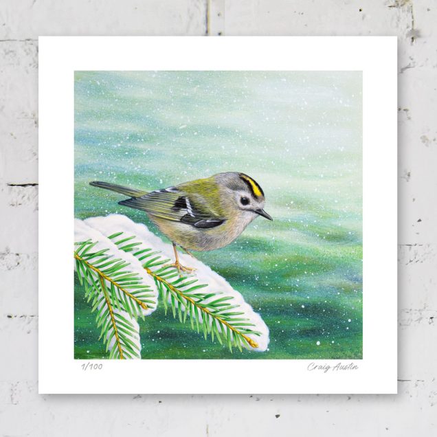 Signed print of a goldcrest