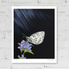 Limited edition print of a marbled white butterfly