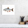 Signed limited edition print of roach fish