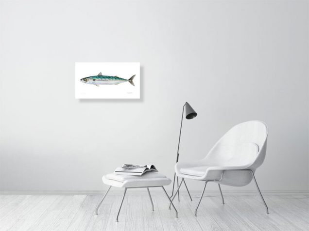 Signed print of a mackerel fish
