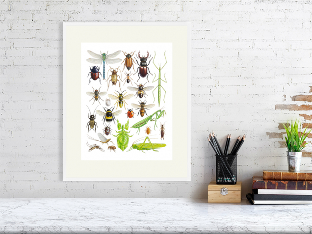 Insect poster in a white frame