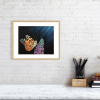 Butterfly print in an oak frame