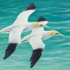 Gannet painting in acrylic