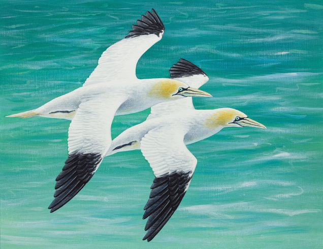 Gannet painting in acrylic
